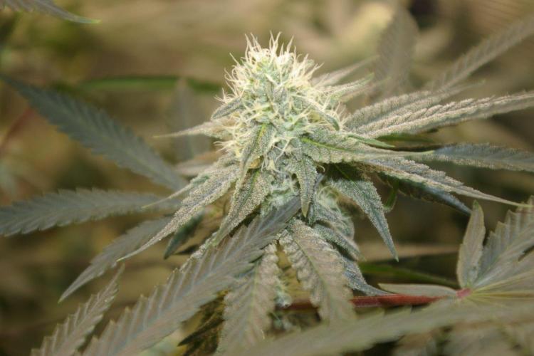 Black Lemon exotic Seed. Week 10