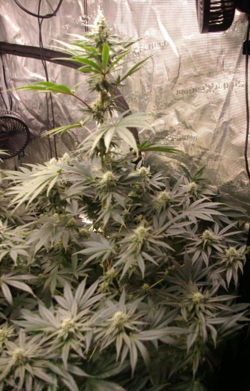 Black Lemon exotic Seed. Week 10
