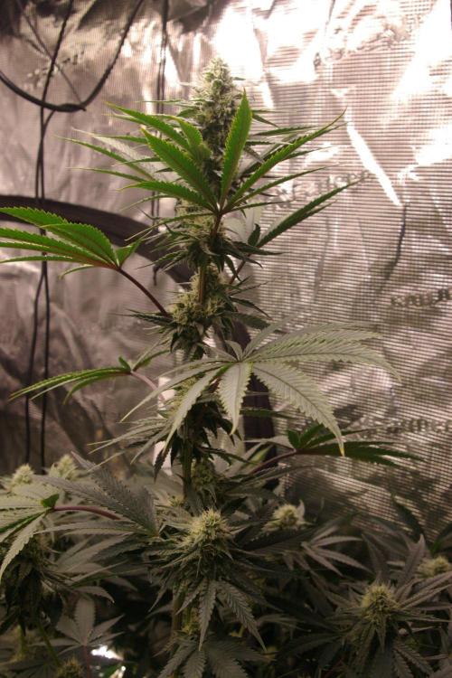 Black Lemon exotic Seed. Week 10