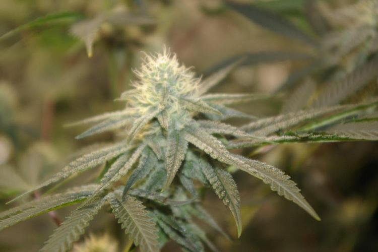 Black Lemon exotic Seed. Week 10