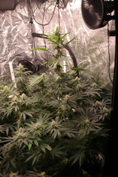 Black Lemon exotic Seed. Week 10