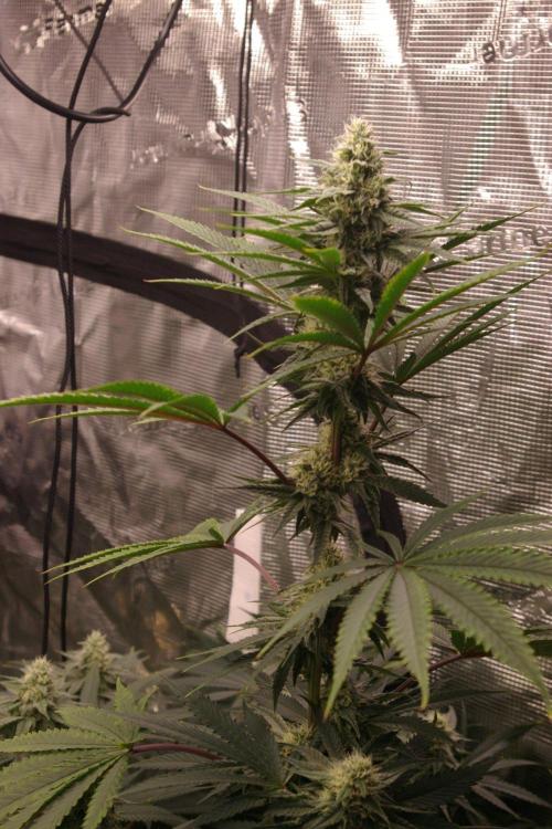 Black Lemon exotic Seed. Week 10