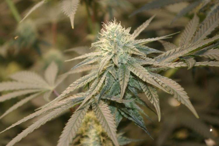 Black Lemon exotic Seed. Week 10