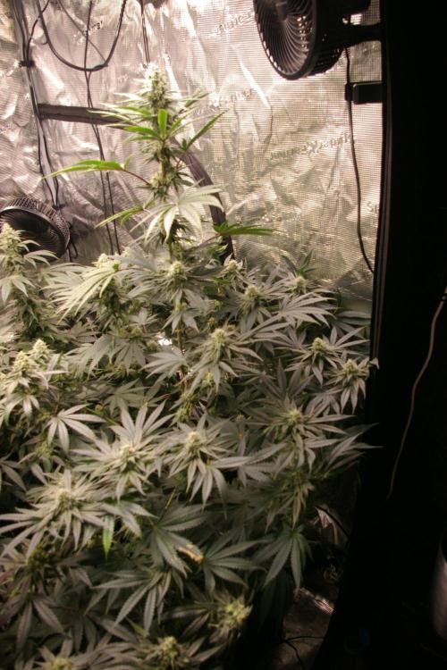 Black Lemon exotic Seed. Week 10