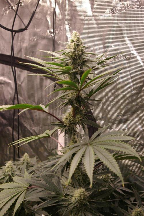 Black Lemon exotic Seed. Week 10