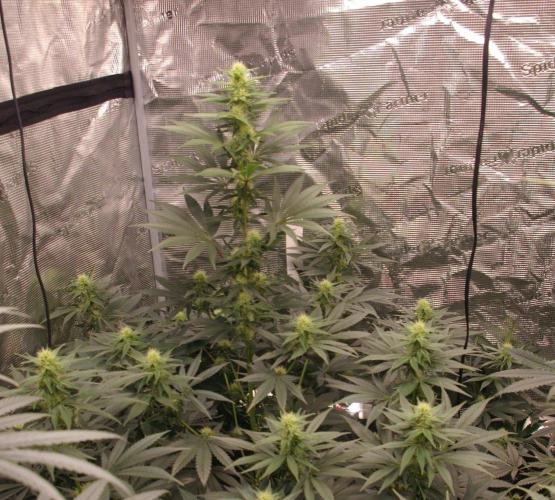 Dragon Milk Sensi Seeds. Week 10