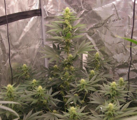 Dragon Milk Sensi Seeds. Week 10