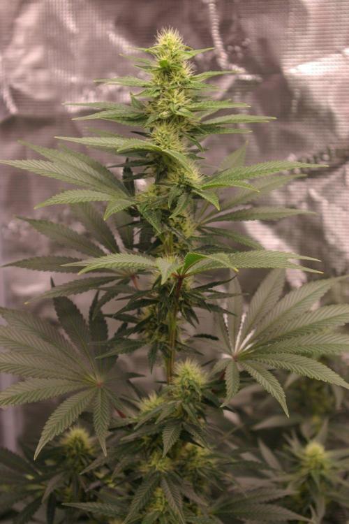 Dragon Milk Sensi Seeds. Week 10