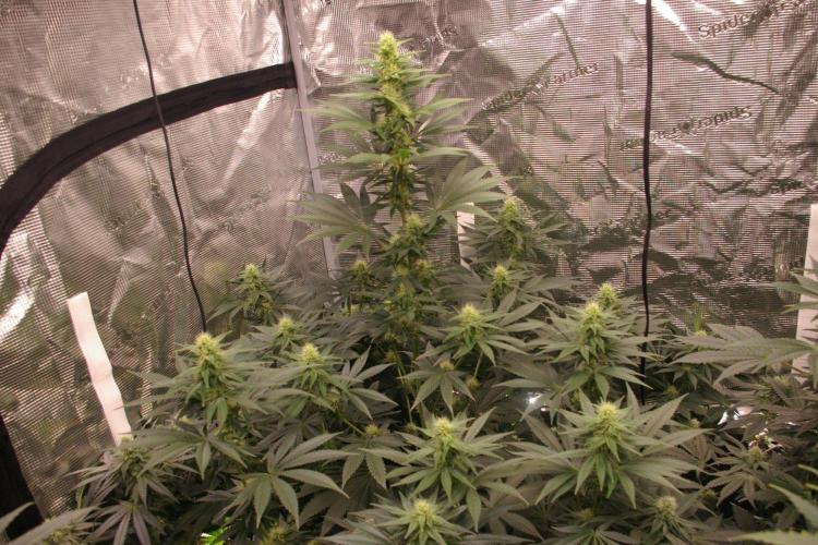 Dragon Milk Sensi Seeds. Week 10