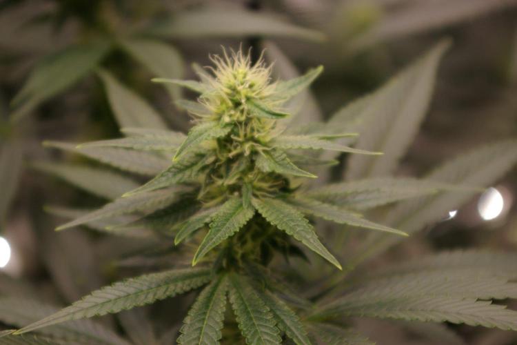 Dragon Milk Sensi Seeds. Week 10