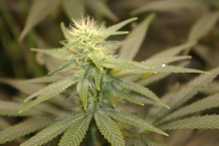 Dragon Milk Sensi Seeds. Week 10