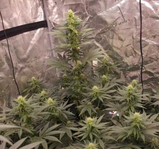 Dragon Milk Sensi Seeds. Week 10