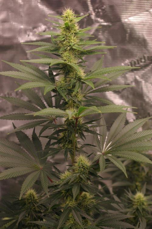 Dragon Milk Sensi Seeds. Week 10