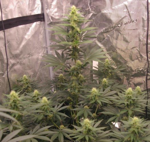 Dragon Milk Sensi Seeds. Week 10