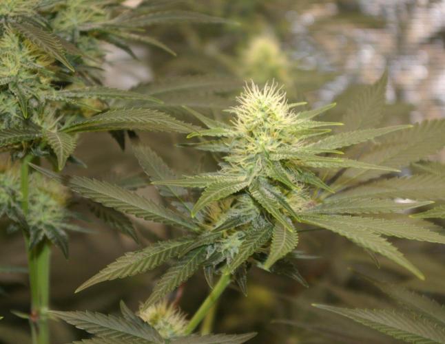 Dragon Milk Sensi Seeds. Week 10