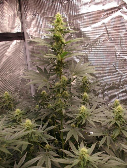 Dragon Milk Sensi Seeds. Week 10