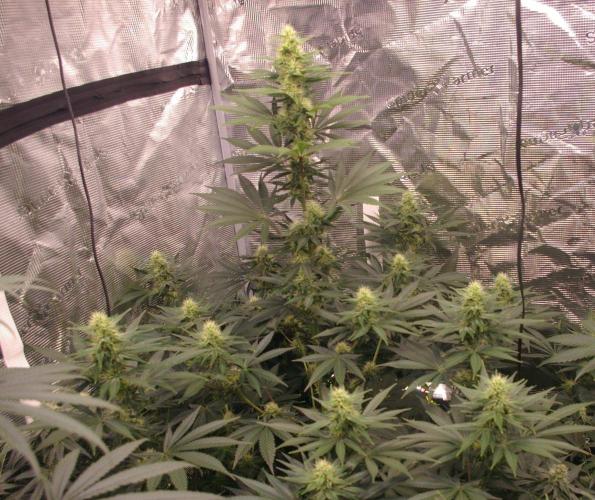 Dragon Milk Sensi Seeds. Week 10