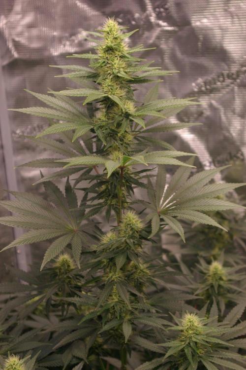Dragon Milk Sensi Seeds. Week 10