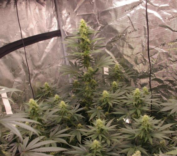 Dragon Milk Sensi Seeds. Week 10