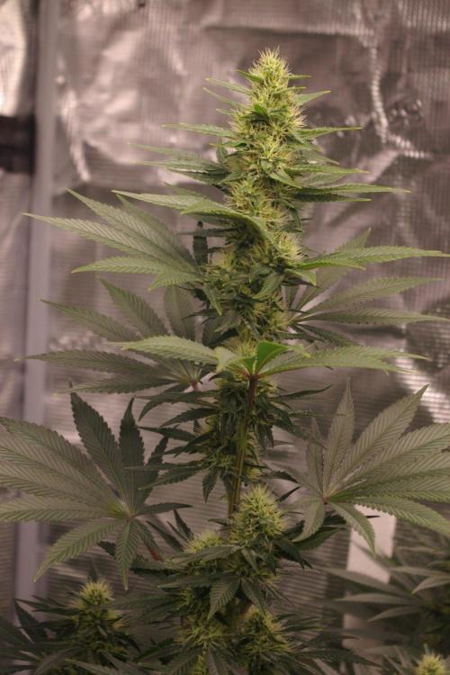Dragon Milk Sensi Seeds. Week 10