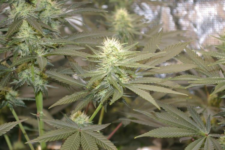Dragon Milk Sensi Seeds. Week 10