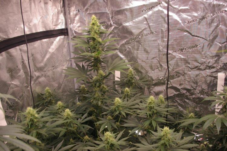 Dragon Milk Sensi Seeds. Week 10