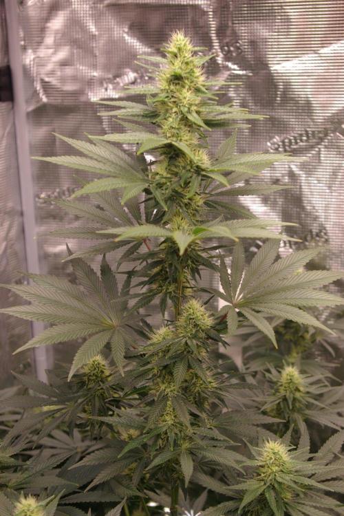Dragon Milk Sensi Seeds. Week 10