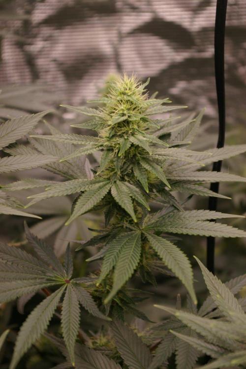Dragon Milk Sensi Seeds. Week 10