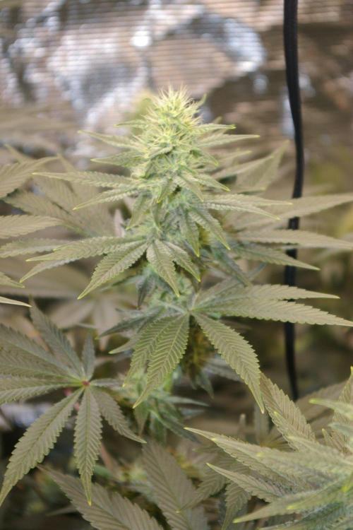 Dragon Milk Sensi Seeds. Week 10