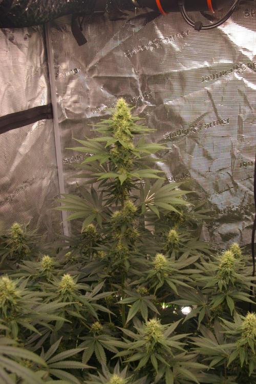 Dragon Milk Sensi Seeds. Week 10