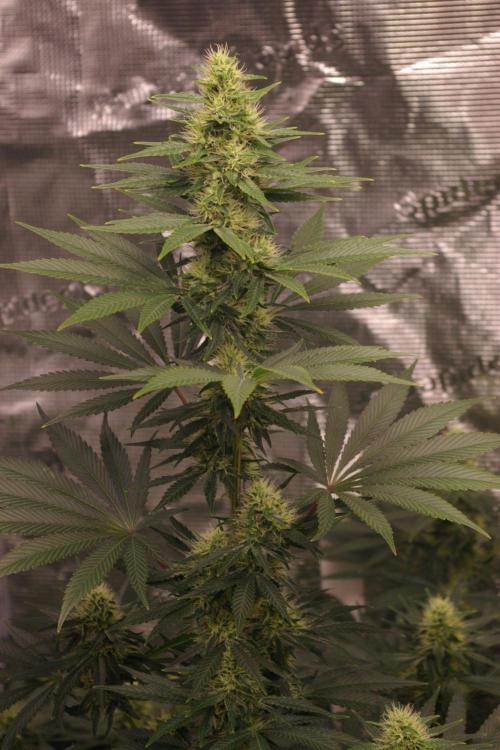 Dragon Milk Sensi Seeds. Week 10