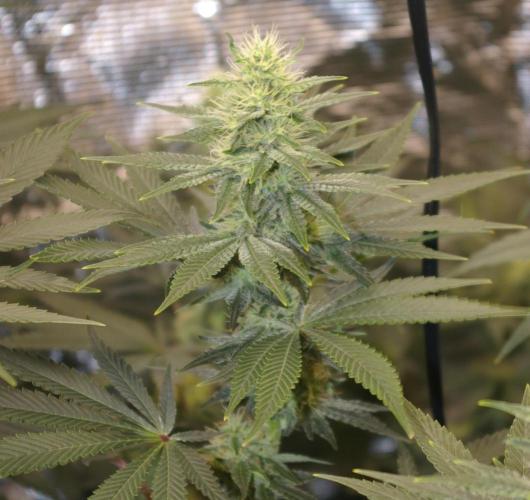 Dragon Milk Sensi Seeds. Week 10