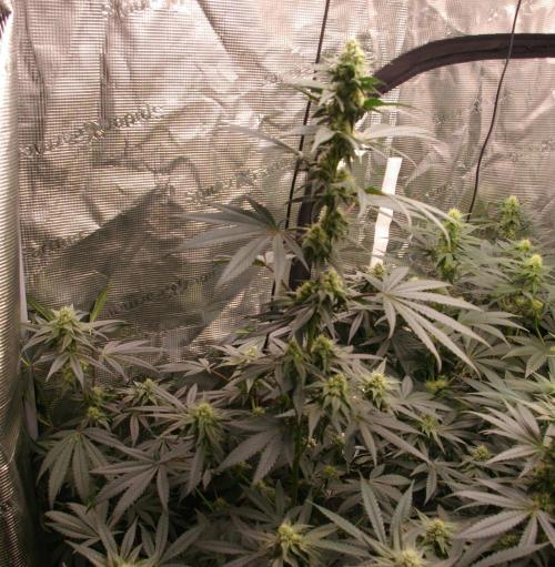 Sticky Berry Mints sensi seeds. Week 10