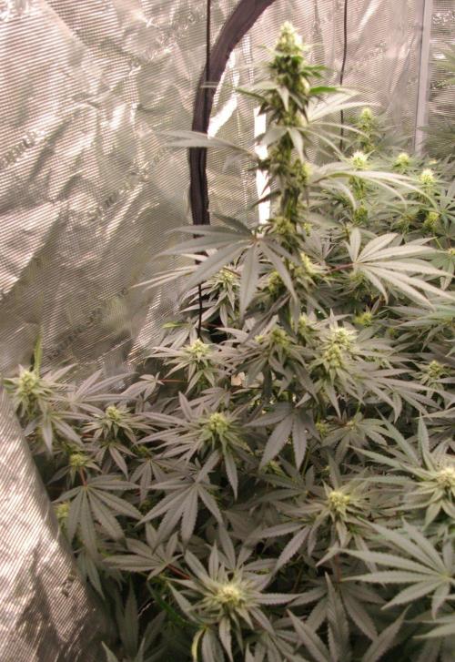 Sticky Berry Mints sensi seeds. Week 10