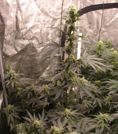 Sticky Berry Mints sensi seeds. Week 10