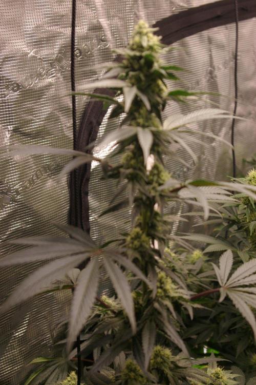 Sticky Berry Mints sensi seeds. Week 10