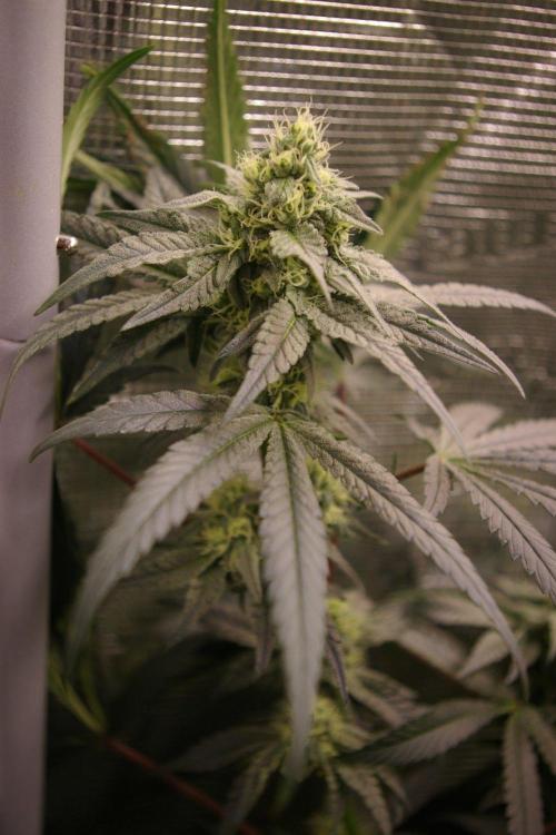 Sticky Berry Mints sensi seeds. Week 10
