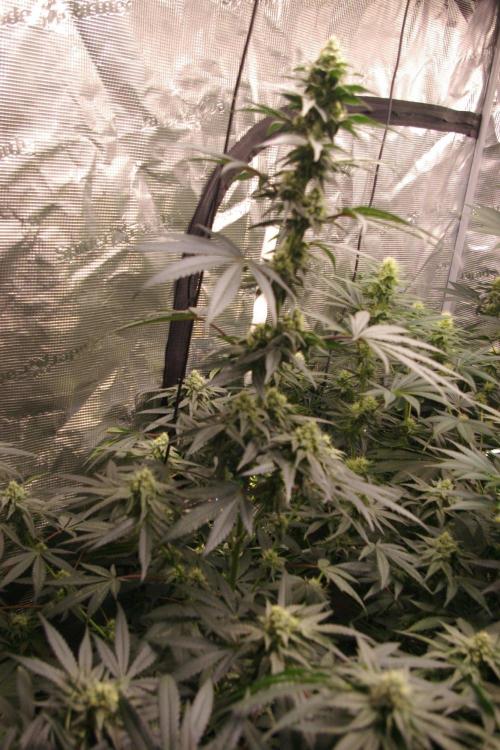 Sticky Berry Mints sensi seeds. Week 10