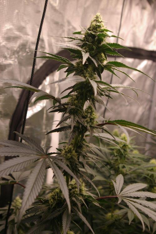 Sticky Berry Mints sensi seeds. Week 10