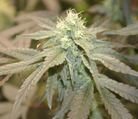 Sticky Berry Mints sensi seeds. Week 10