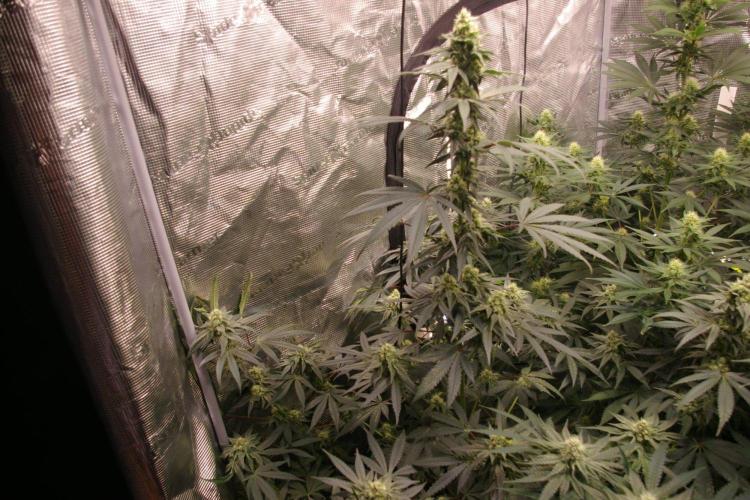 Sticky Berry Mints sensi seeds. Week 10