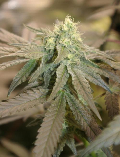 Sticky Berry Mints sensi seeds. Week 10