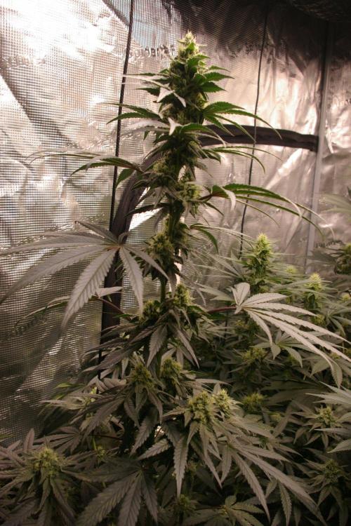 Sticky Berry Mints sensi seeds. Week 10