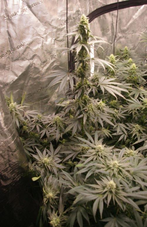 Sticky Berry Mints sensi seeds. Week 10