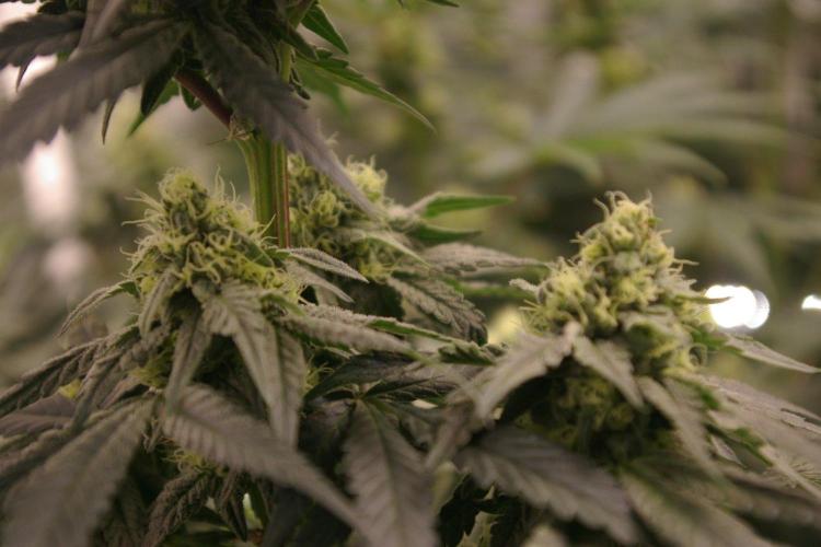 Sticky Berry Mints sensi seeds. Week 10