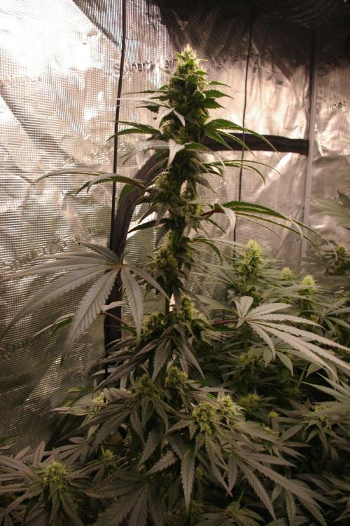 Sticky Berry Mints sensi seeds. Week 10