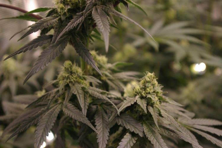 Sticky Berry Mints sensi seeds. Week 10