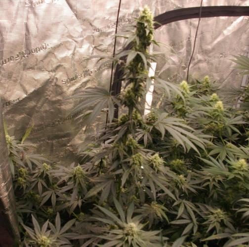 Sticky Berry Mints sensi seeds. Week 10