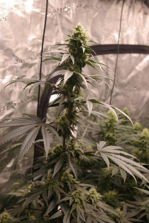Sticky Berry Mints sensi seeds. Week 10