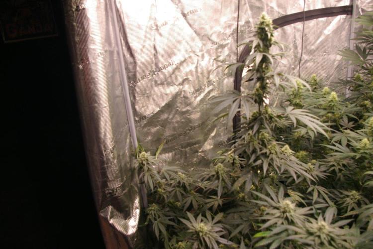 Sticky Berry Mints sensi seeds. Week 10